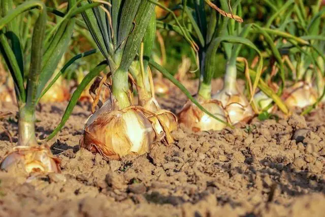 Kurs Auf wie viel Ackerfläche wächst mein Frühstück?
