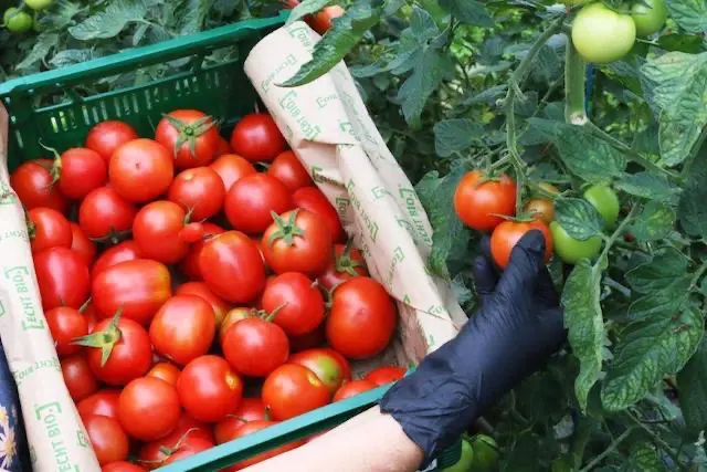 Kurs Der Weg unseres Obstes und Gemüses