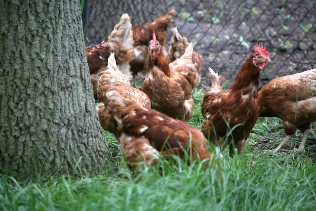 Kurs Huhn und Ei